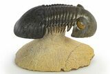 Flying Paralejurus Trilobite - Orange Eye Preservation! #310622-3